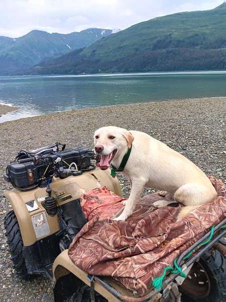 /Images/uploads/Juneau Animal Rescue/alaskapets/entries/29309thumb.jpg